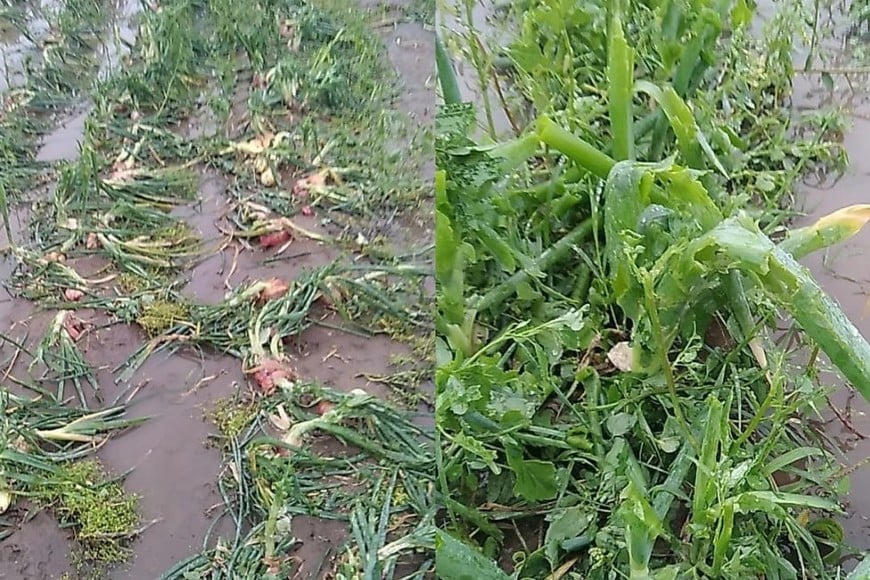 Hubo muchos sembradíos dañados. El sábado evaluarán las pérdidas.