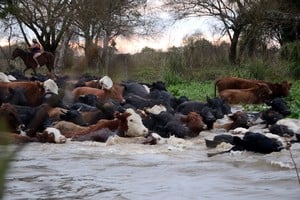 Los incendios y la falta de pasto fueron una constante durante los tres años de sequía, pero ahora podría llegar el estado inverso.
