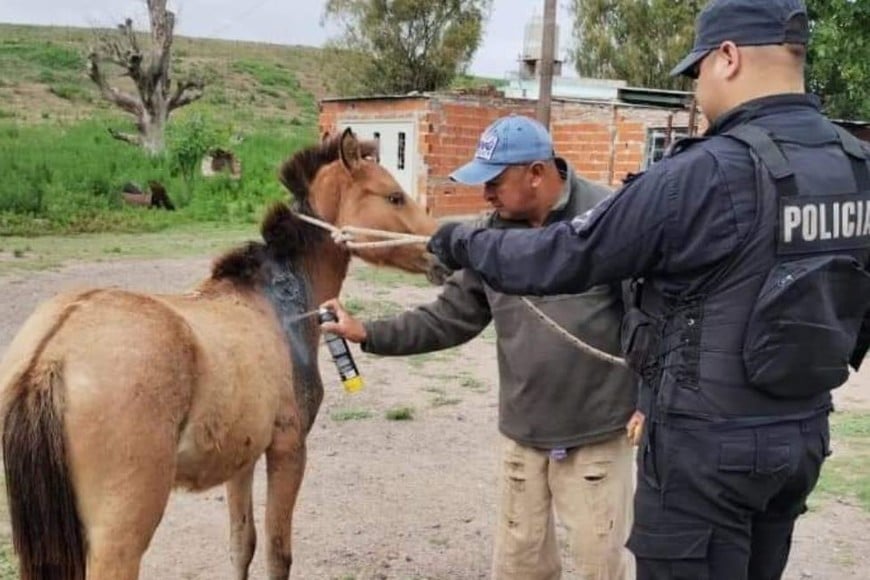 El equino rescatado en la ciudad de Rosario. Crédito: El Litoral.