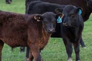 Los animales robados contaban con una marca en la oreja izquierda. Crédito: Imagen Ilustrativa.