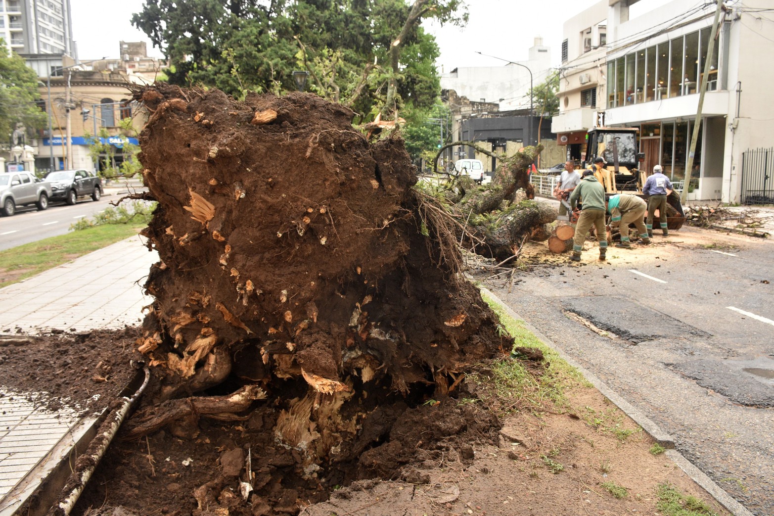 Árbol añoso del cantero central provocó el corte de tránsito