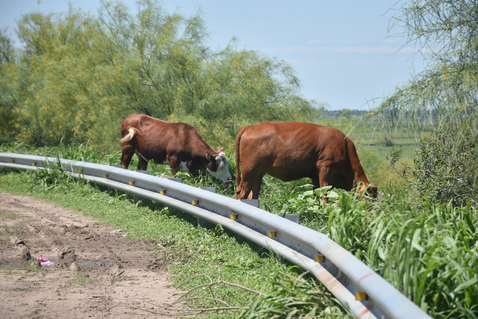Zona peligrosa. Los animales sueltos en las banquinas. 