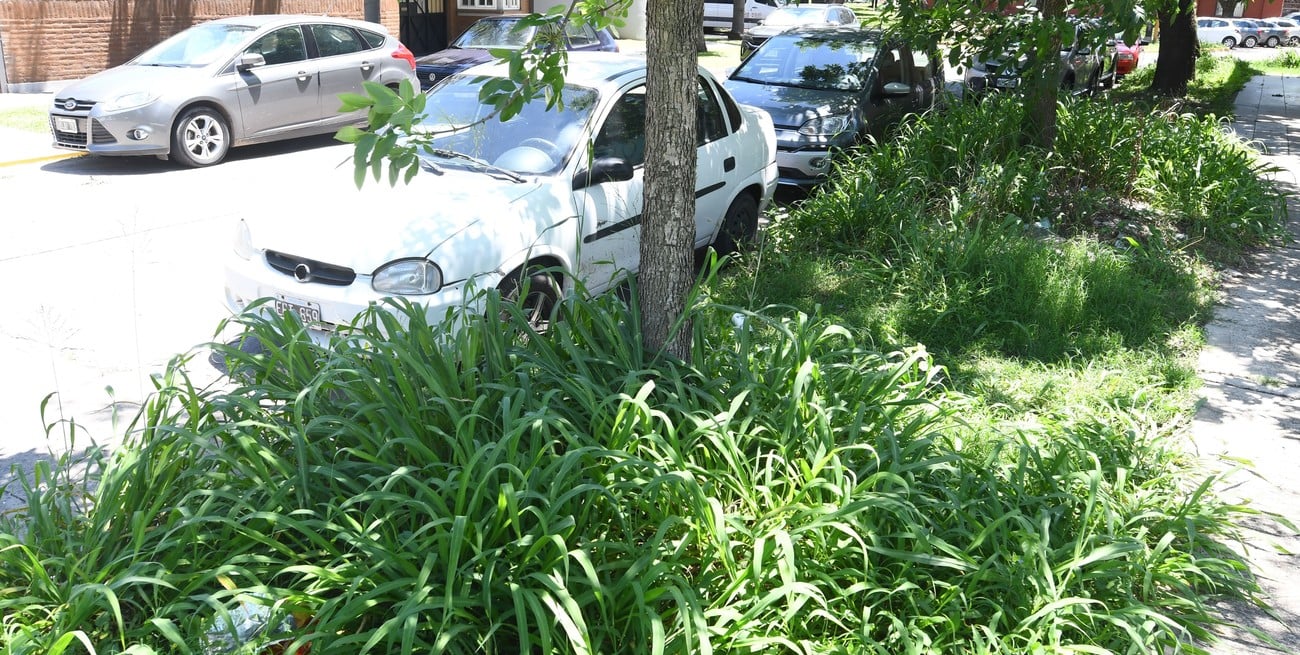 El yuyal se yergue a metros de dos espacios verdes que se encuentran detrás de la Terminal de Ómnibus de Santa Fe. Crédito: Mauricio Garín