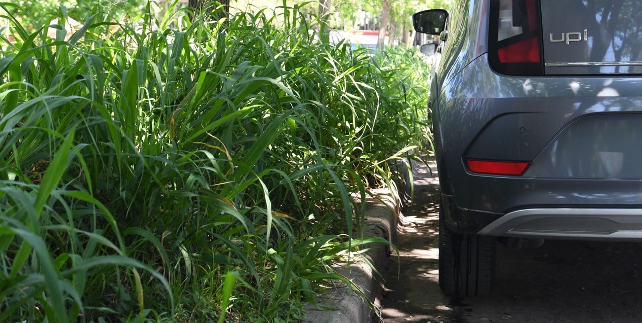 Los pastos altos asoman sobre el cordón de la vereda este y alcanzan la línea de los espejos retrovisores de los autos. Crédito: Mauricio Garín