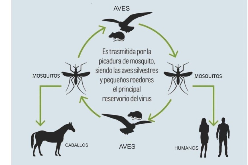 Ciclo de contagio del virus.