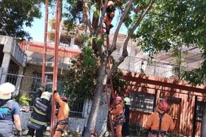 El hombre quedó pendiendo de un árbol a gran altura y falleció por las lesiones.