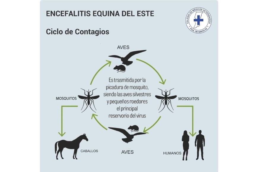 Ciclo de la enfermedad, según un cuadro del Colegio de Veterinarios de Santa Fe.