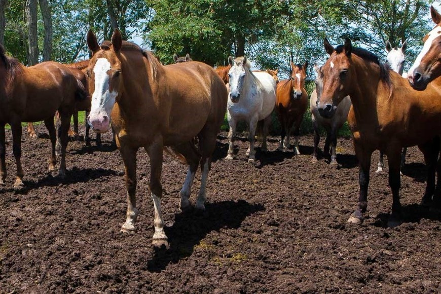 El virus afecta a los equinos.