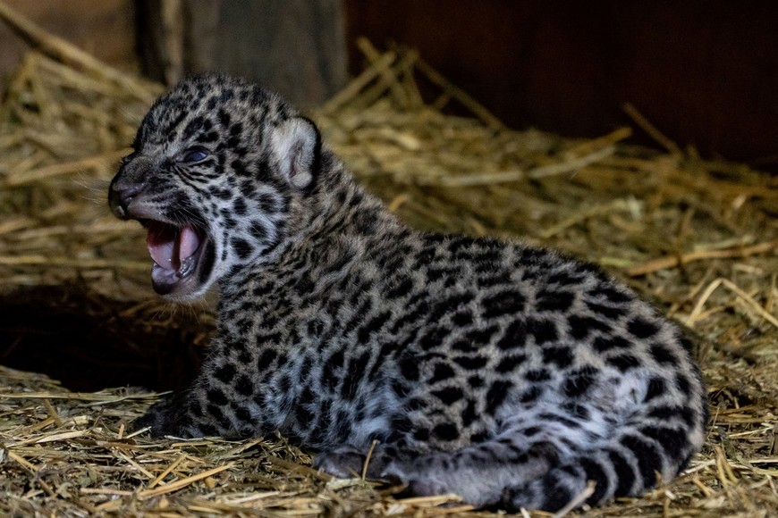A jaguar cub, born to a wild jaguar father and a mother who has lived all her life in captivity, reacts in its enclosure at the Impenetrable National Park, in the Chaco Province, Argentina February 2021. Matias Rebak/Rewilding Argentina/Handout via REUTERS ATTENTION EDITORS - THIS IMAGE HAS BEEN SUPPLIED BY A THIRD PARTY