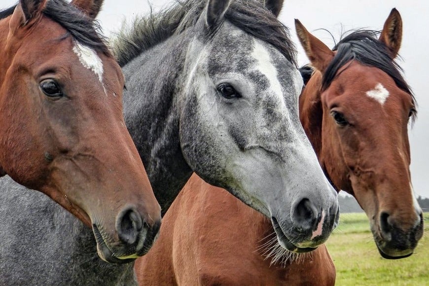 La enfermedad, que afecta al sistema nervioso de los caballos, ha llevado a la implementación de medidas estrictas.