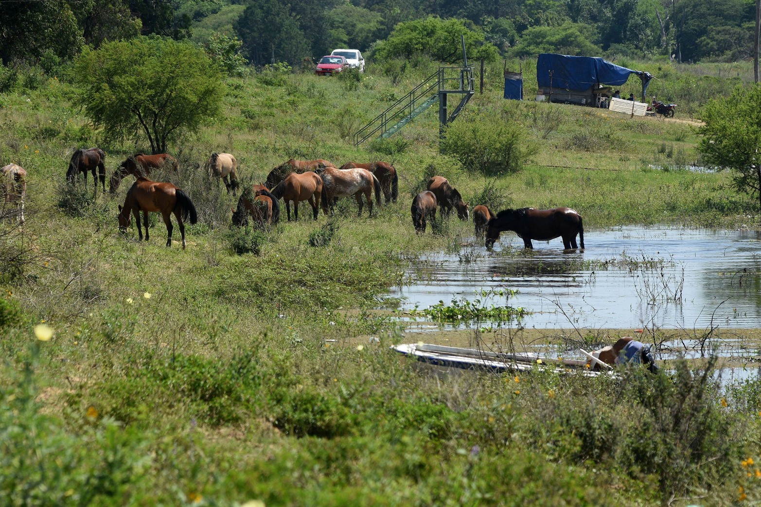 Una tropilla de caballos deambula por la defensa en Colastiné Norte.