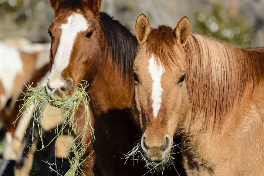 El virus responsable del brote ha sido identificado como el de la encefalomielitis equina del oeste,