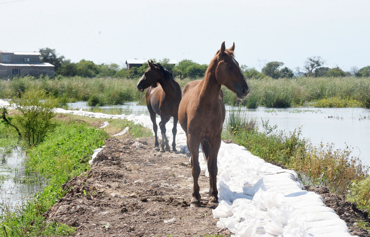 Orejas paradas buscando nuevos horizonte. Los animales deambulan por una mini defensa que contiene el agua en la Vuelta del Paraguayo.