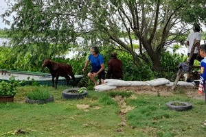 Los residentes lograron rescatar varias vacas, incluida una con su cría, de las aguas amenazadoras del arroyo San Joaquín.