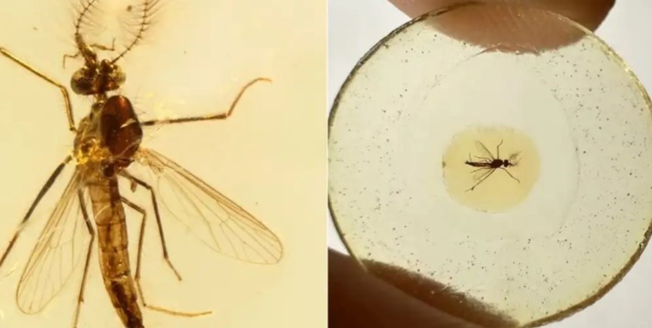 Un fósil reveló que los mosquitos macho también chupaban sangre