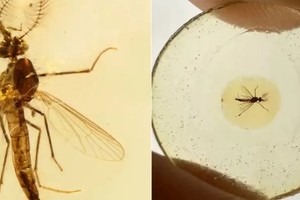Foto compartida por la Academia China de Ciencias del antiguo mosquito macho atrapado en ámbar