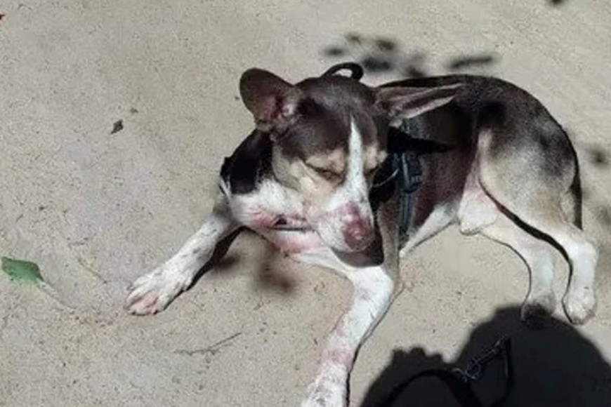 Tronco, el perro de Florencia, tenía marcas de forcejo y se quedó al lado de su dueña durante todo el tiempo.