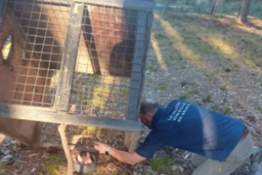 Los especialistas dispusieron trampas en el lugar para capturarlo cuando decida descender del árbol.
