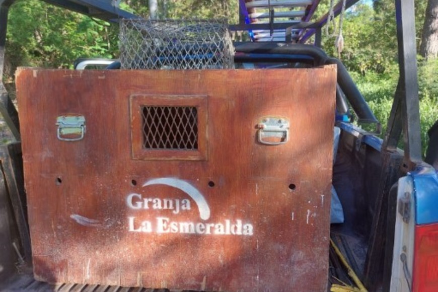 El operativo tiene como finalidad preservar el animal.