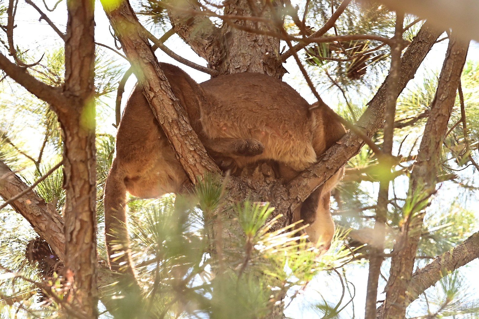 Colgado entre las ramas de un pino. Han intentado enlazarlo pero tampoco han podido hacerlo. 