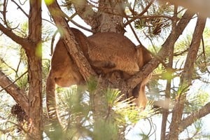 En Arroyo Leyes, un puma está arriba de un árbol y no lo pueden bajar. El operativo lleva mas de 24 horas.