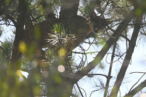 Foto: Mauricio Garín