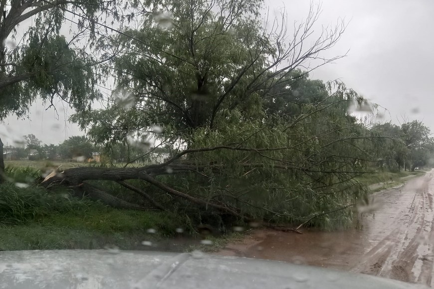 Uno de los árboles caídos en el casco urbano.