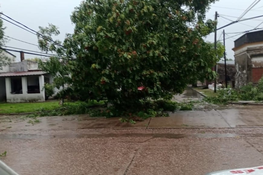 Caída de árboles. Crédito: Municipalidad de Villaguay