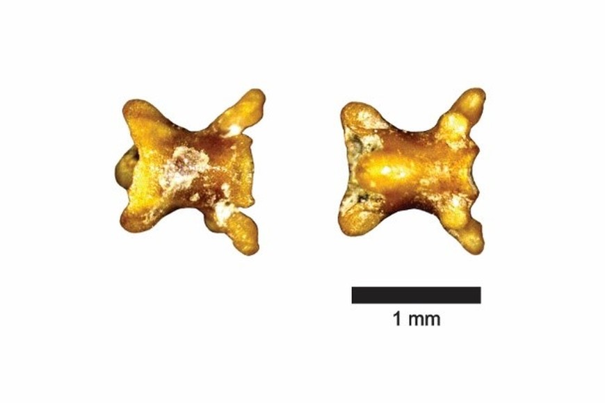 La minúscula vértebra encontrada por los paleontólogos entrerrianos. Es el tercer registro de Sudamérica.