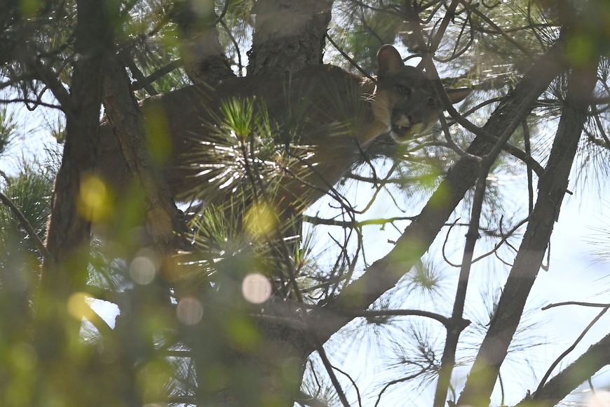 Puma. El animal encontrado en Arroyo Leyes fue identificado como una presunta hembra de unos dos años de vida. Mauricio Garín