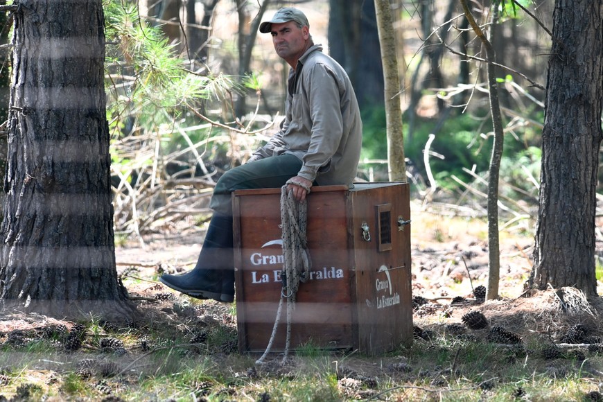 Puma. El animal encontrado en Arroyo Leyes fue identificado como una presunta hembra de unos dos años de vida. Mauricio Garín