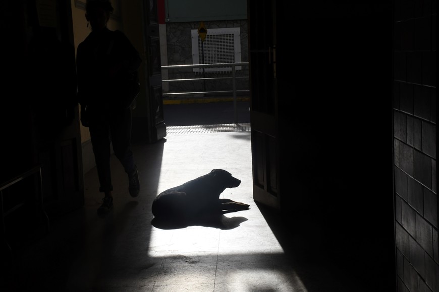 Perro atado, de lo contrario… En 1895 los canes debían estar atados, sobre todo los de razas potencialmente peligrosas. Si no, el municipio los mataba.