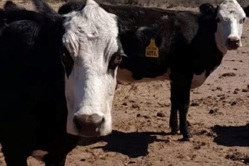 Aseguran que el valor de la hacienda en pie se recupera ante la inflación y que en Argentina es necesario recuperar stock.