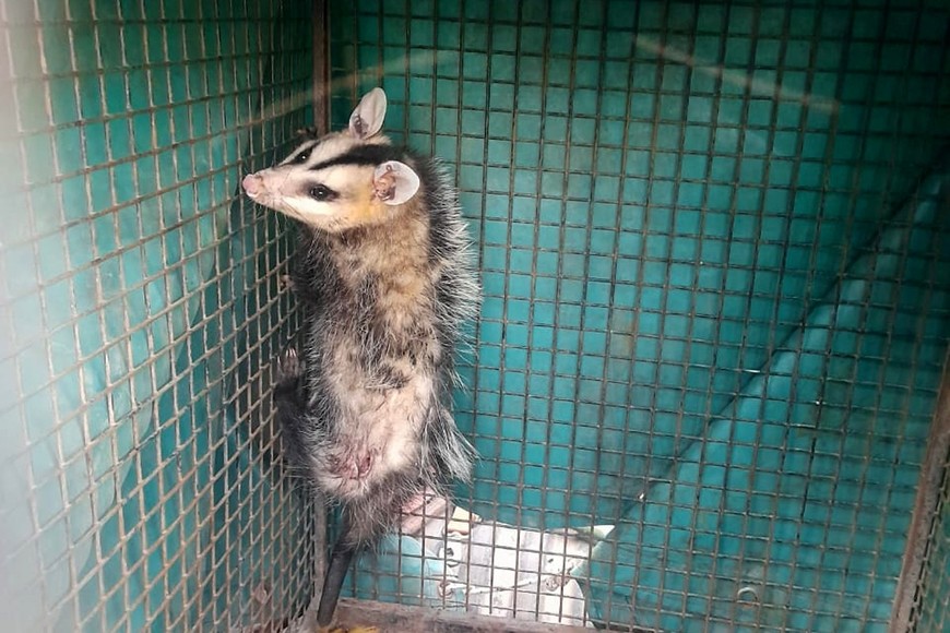 En fotos: por la creciente aparecen animales silvestres en zonas urbanas