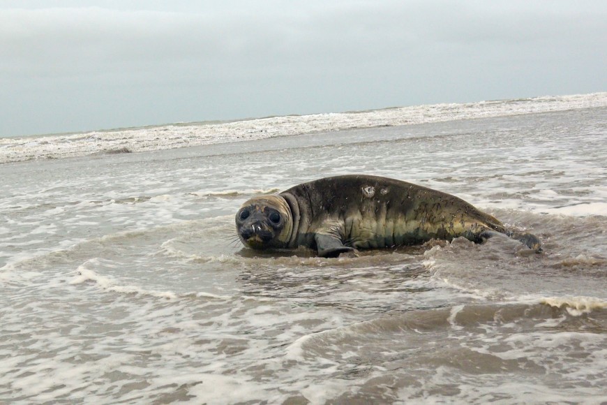 El elefante marino de vuelta a su hábitat en buen estado de salud.