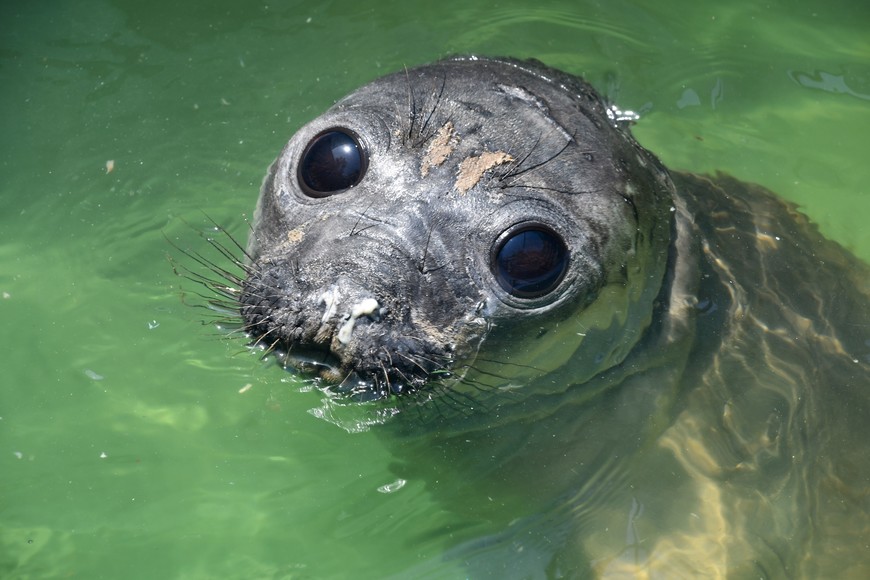 El elefante marino de vuelta a su hábitat en buen estado de salud.
