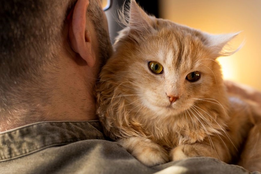 Recuerda que cada animal tiene su propio tiempo de adaptación y lo más importante es garantizar su bienestar.