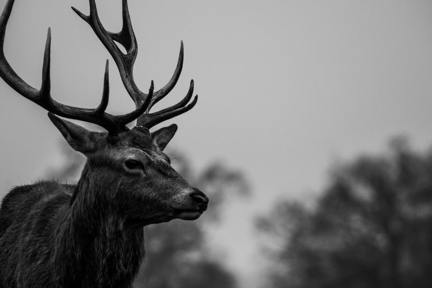 Investigan si el virus puede pasar a las personas.