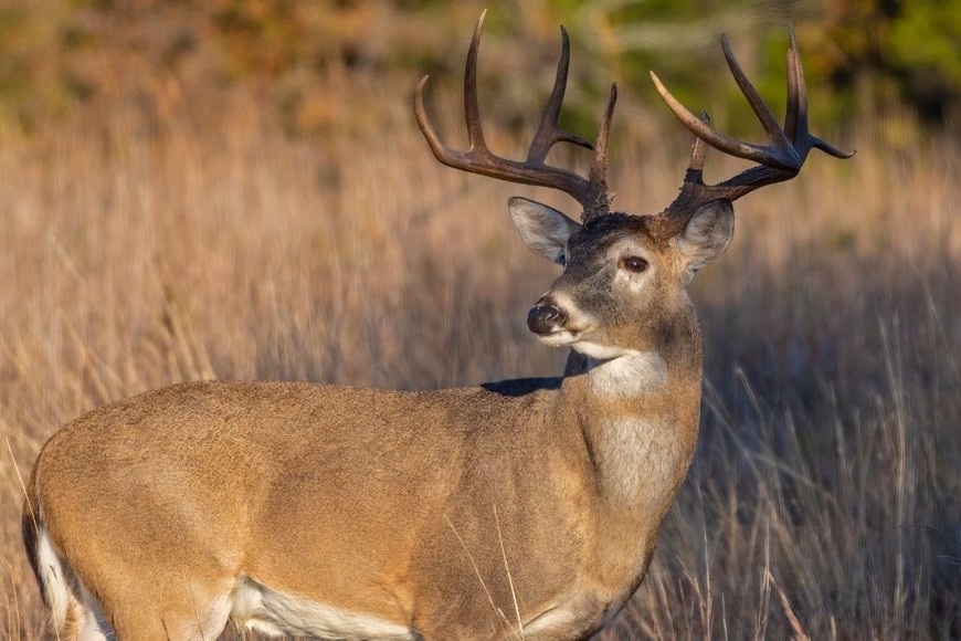 Una vez que un ambiente está infectado, el patógeno es extremadamente difícil de erradicar