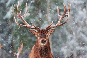 Se trata de un peligroso virus mortal en animales