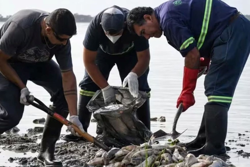 Personal municipal trabaja para remover los peces muertos