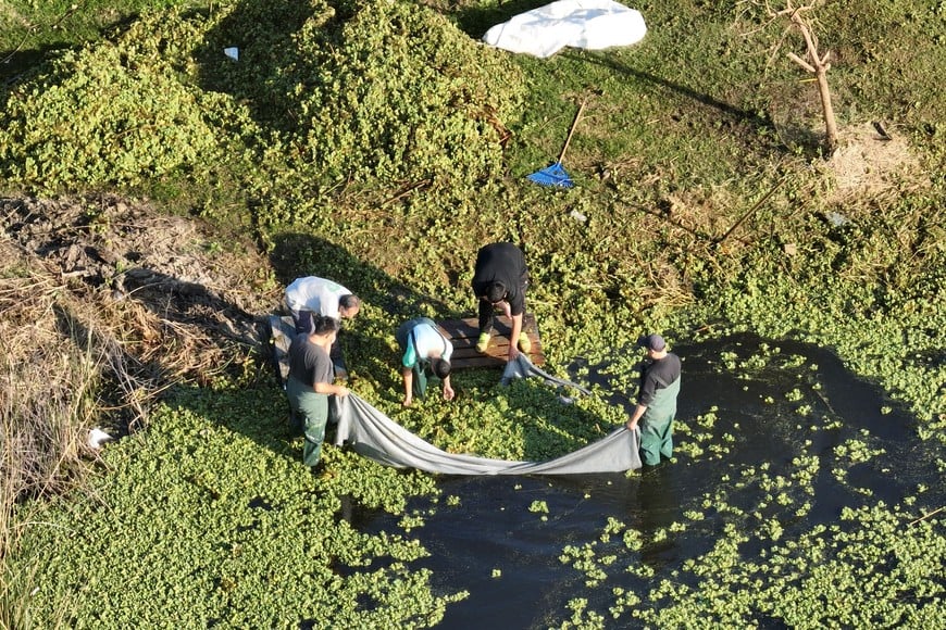 ¿Plaga? Los repollitos tienen la capacidad de duplicar su volumen en 15 días.

Fernando Nicola.