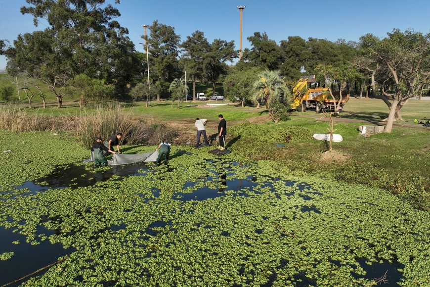 ¿Plaga? Los repollitos tienen la capacidad de duplicar su volumen en 15 días.

Fernando Nicola.