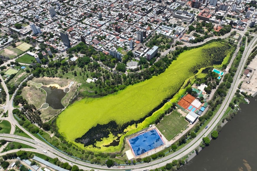 ¿Plaga? Los repollitos tienen la capacidad de duplicar su volumen en 15 días.

Fernando Nicola.