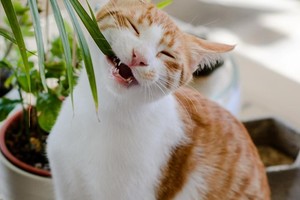 Mantener un jardín hermoso y seguro para nuestras mascotas es posible con un poco de cuidado y las soluciones adecuadas.