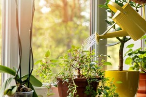 Trucos caseros y económicos para que tus plantas sobrevivan si te vas de viaje.