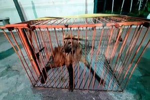 Tras ser capturado, el animal fue puesto a resguardo para su posterior liberación.