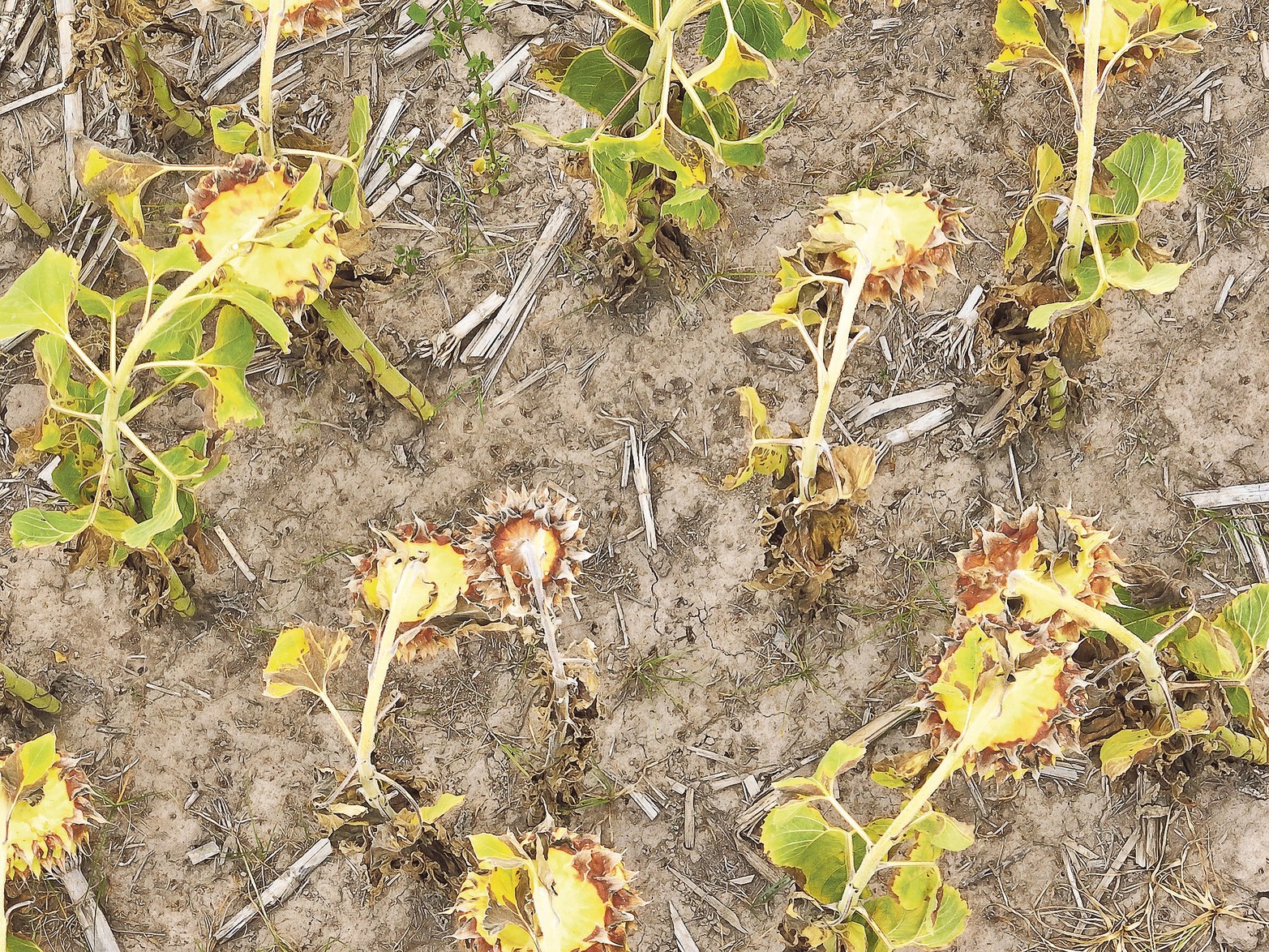 Santa Fe en rojo por la sequía severa. La Mesa Nacional de Monitoreo de Sequía dio a conocer en un informe un aumento de la zona definida como de sequía severa.
