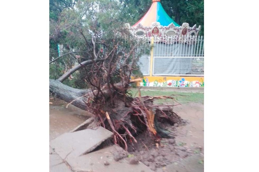 De cuajo. Así quedó un árbol tumbado por el viento en Reconquista.