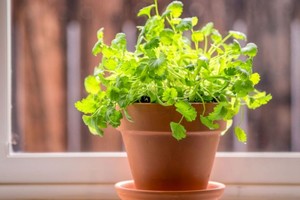 Con esta guía detallada, te invitamos a explorar el universo de aromas y sabores que estas plantas aromáticas ofrecen, transformando tus recetas y embelleciendo cada rincón de tu hogar.